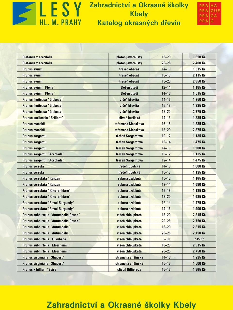 fruticosa Globosa višeň křovitá 16 18 1 835 Kč Prunus fruticosa Globosa višeň křovitá 18 20 2 375 Kč Prunus kurilensis Brillant slivoň kurilská 14 16 1 835 Kč Prunus maackii střemcha Maackova 16 18 1
