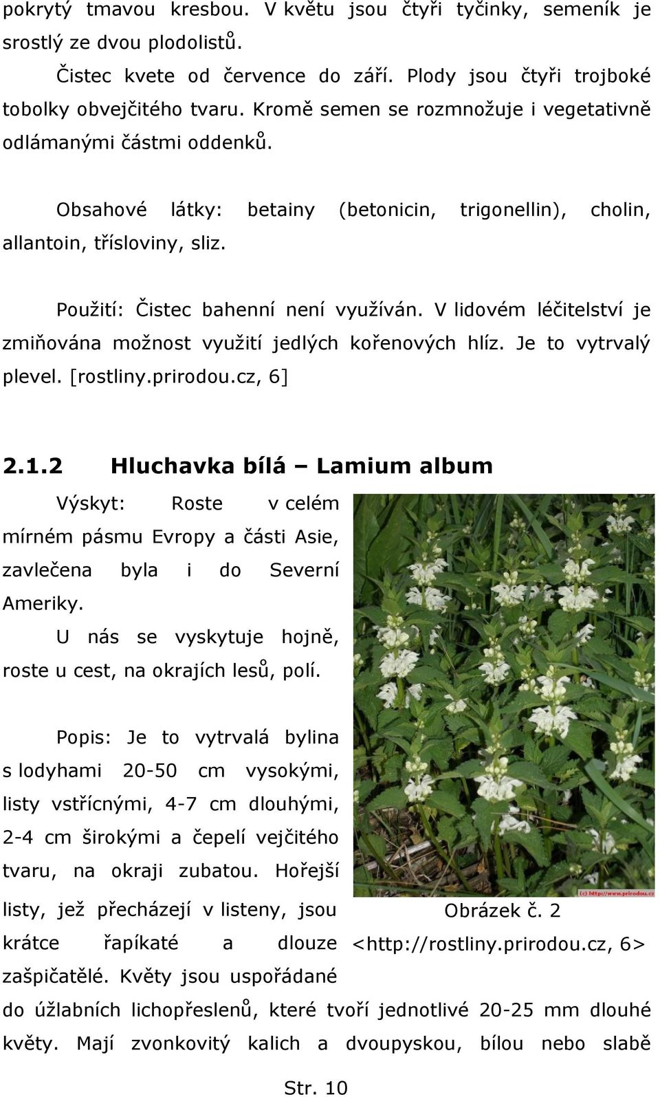 V lidovém léčitelství je zmiňována moţnost vyuţití jedlých kořenových hlíz. Je to vytrvalý plevel. [rostliny.prirodou.cz, 6] 2.1.