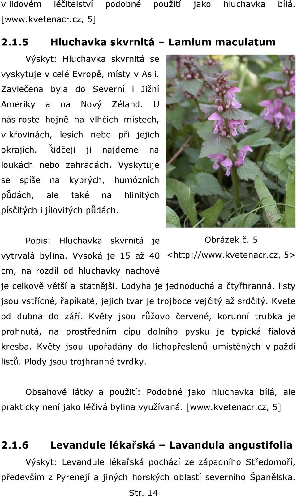 Vyskytuje se spíše na kyprých, humózních půdách, ale také na hlinitých písčitých i jílovitých půdách. Popis: Hluchavka skvrnitá je Obrázek č. 5 vytrvalá bylina. Vysoká je 15 aţ 40 <http://www.