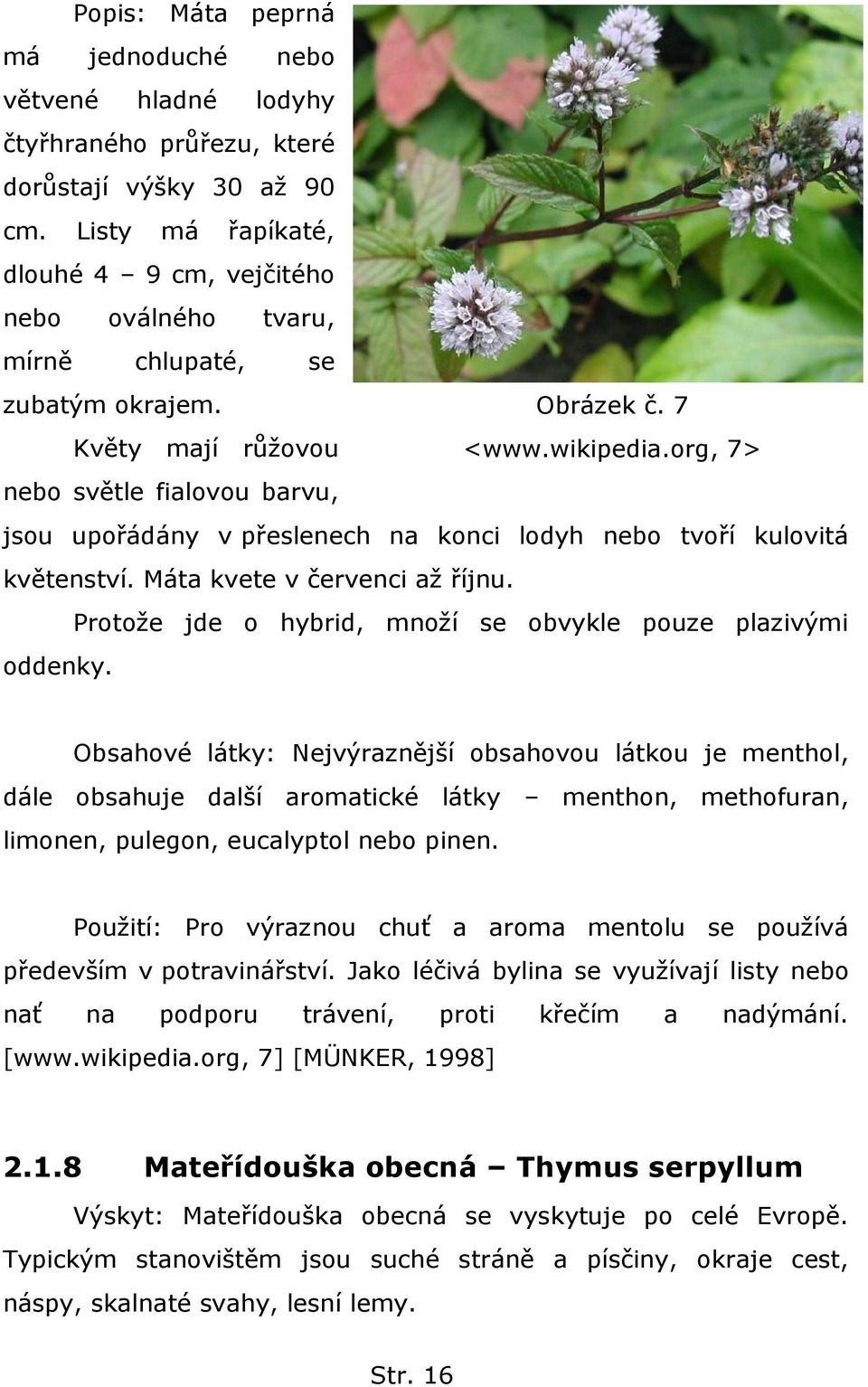 org, 7> nebo světle fialovou barvu, jsou upořádány v přeslenech na konci lodyh nebo tvoří kulovitá květenství. Máta kvete v červenci aţ říjnu.