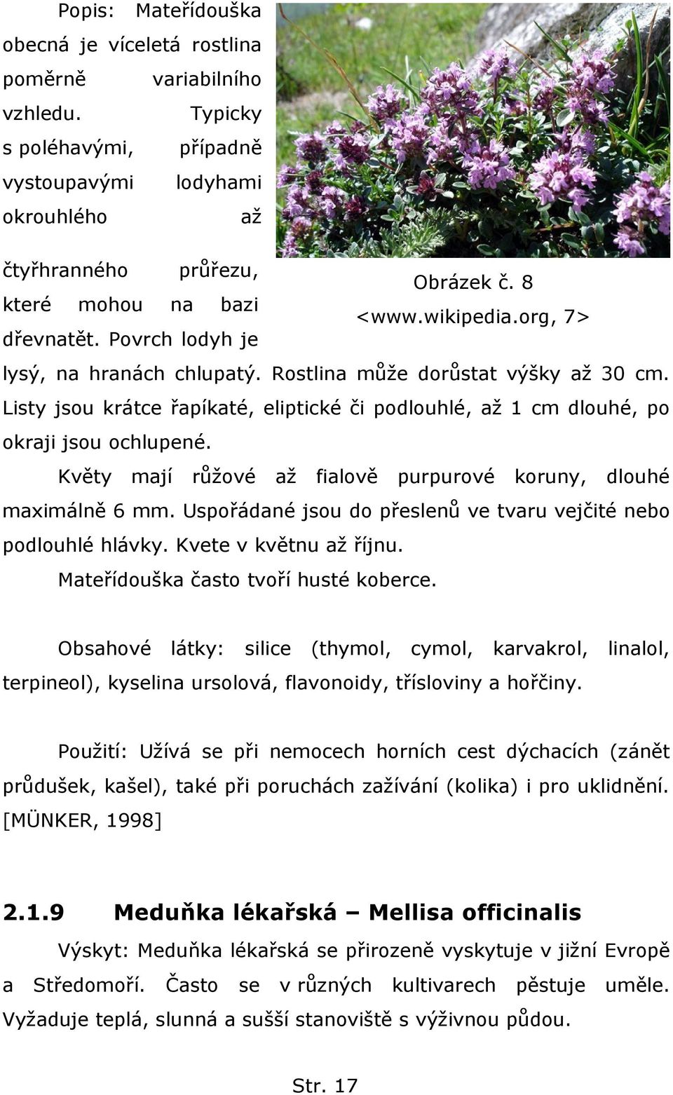 Listy jsou krátce řapíkaté, eliptické či podlouhlé, aţ 1 cm dlouhé, po okraji jsou ochlupené. Květy mají růţové aţ fialově purpurové koruny, dlouhé maximálně 6 mm.