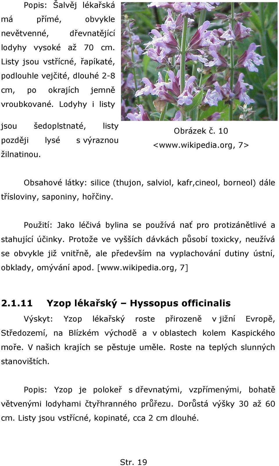 org, 7> Obsahové látky: silice (thujon, salviol, kafr,cineol, borneol) dále třísloviny, saponiny, hořčiny. Pouţití: Jako léčivá bylina se pouţívá nať pro protizánětlivé a stahující účinky.