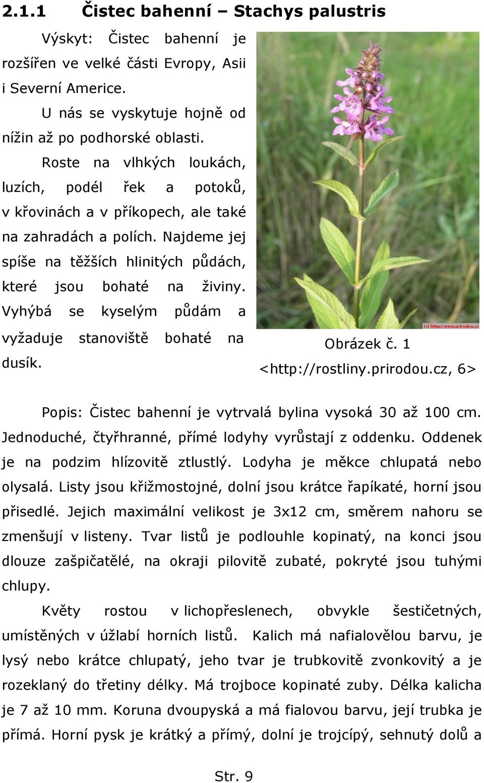 Vyhýbá se kyselým půdám a vyţaduje stanoviště bohaté na dusík. Obrázek č. 1 <http://rostliny.prirodou.cz, 6> Popis: Čistec bahenní je vytrvalá bylina vysoká 30 aţ 100 cm.