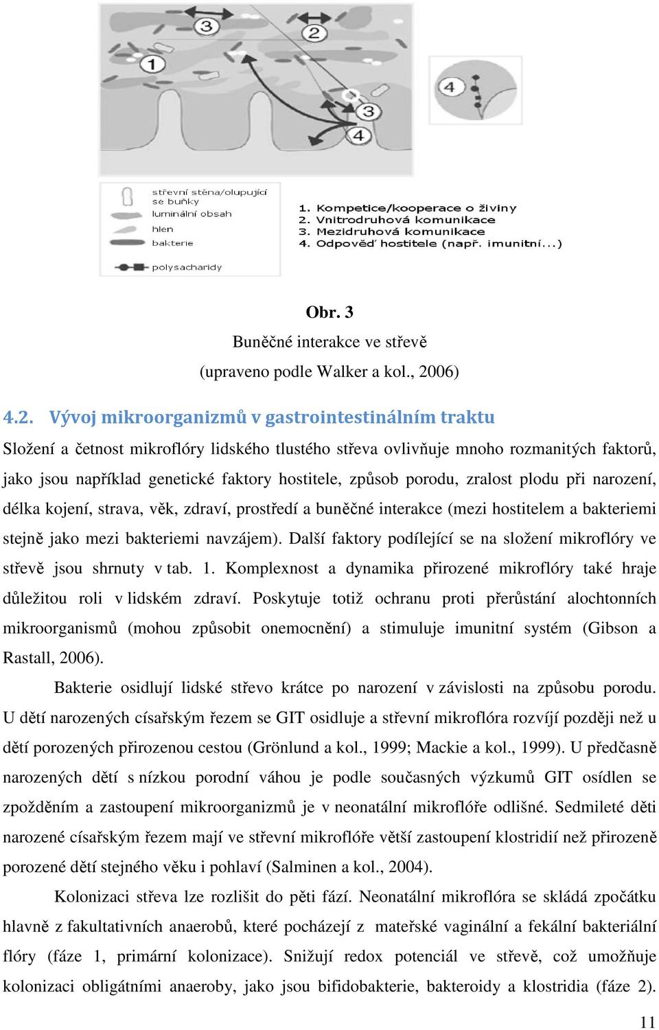 Vývoj mikroorganizmů v gastrointestinálním traktu Složení a četnost mikroflóry lidského tlustého střeva ovlivňuje mnoho rozmanitých faktorů, jako jsou například genetické faktory hostitele, způsob