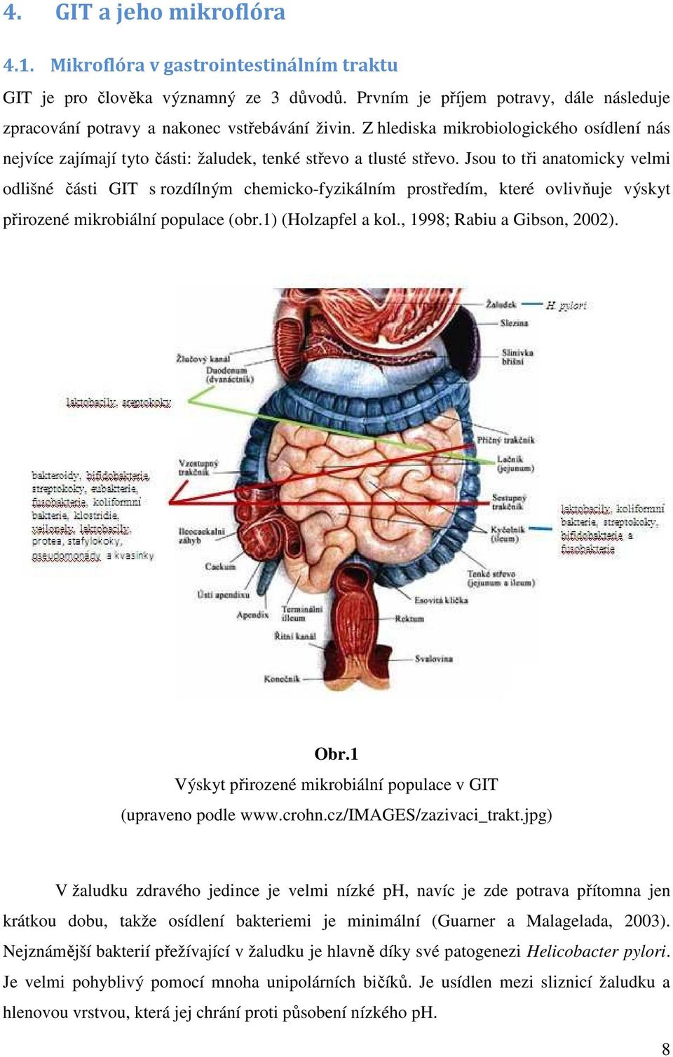 Jsou to tři anatomicky velmi odlišné části GIT s rozdílným chemicko-fyzikálním prostředím, které ovlivňuje výskyt přirozené mikrobiální populace (obr.1) (Holzapfel a kol., 1998; Rabiu a Gibson, 2002).