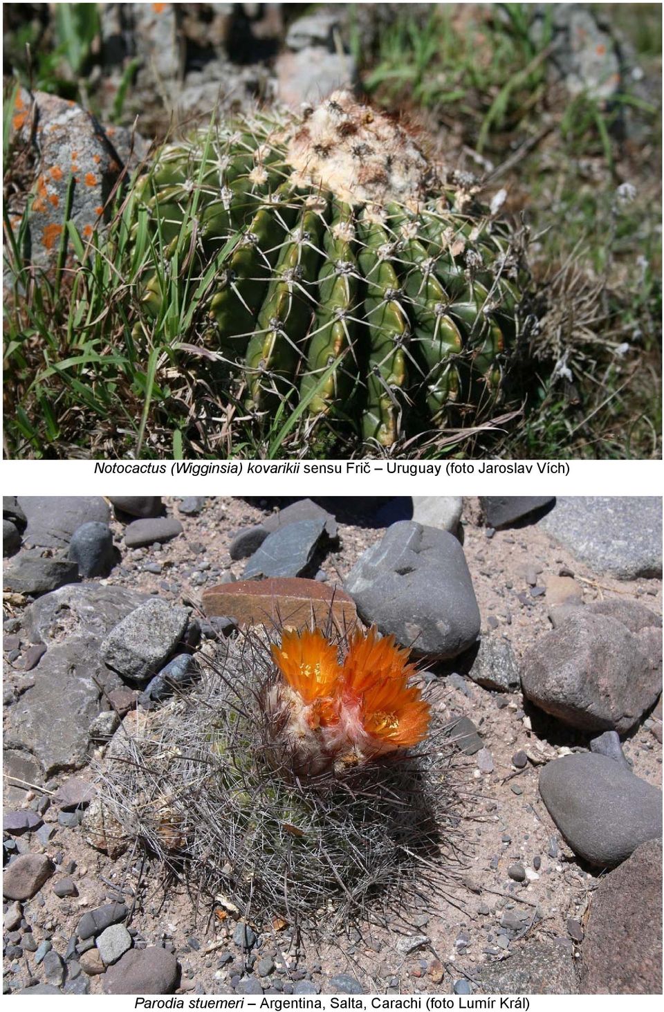 Vích) Parodia stuemeri Argentina,