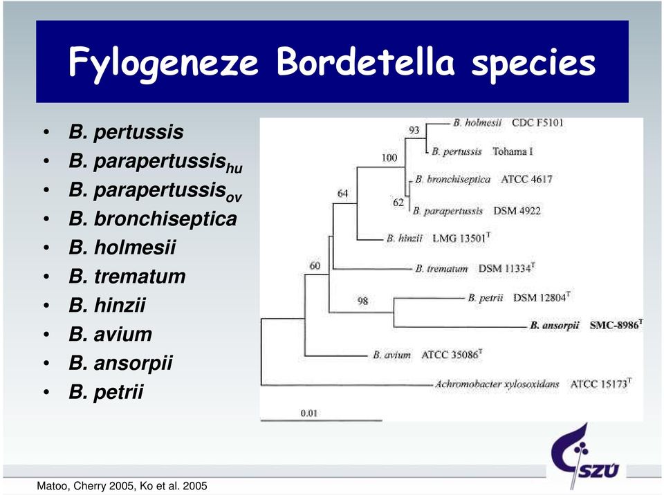 bronchiseptica B. holmesii B. trematum B.