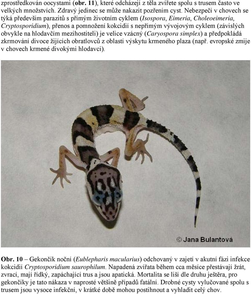 na hlodavčím mezihostiteli) je velice vzácný (Caryospora simplex) a předpokládá zkrmování divoce žijících obratlovců z oblastí výskytu krmeného plaza (např.