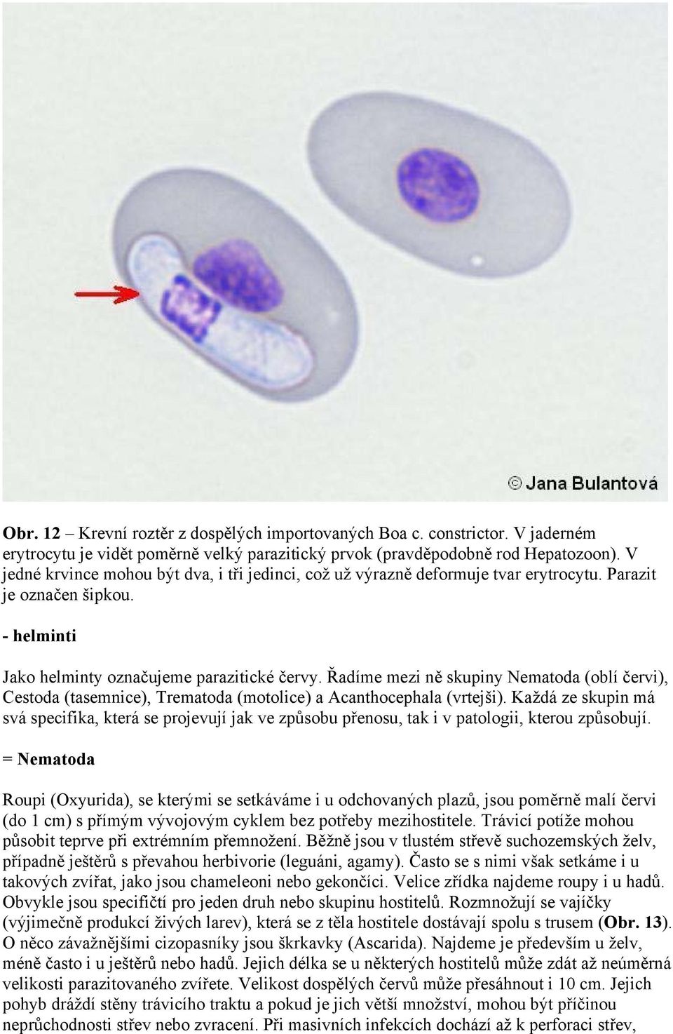 Řadíme mezi ně skupiny Nematoda (oblí červi), Cestoda (tasemnice), Trematoda (motolice) a Acanthocephala (vrtejši).