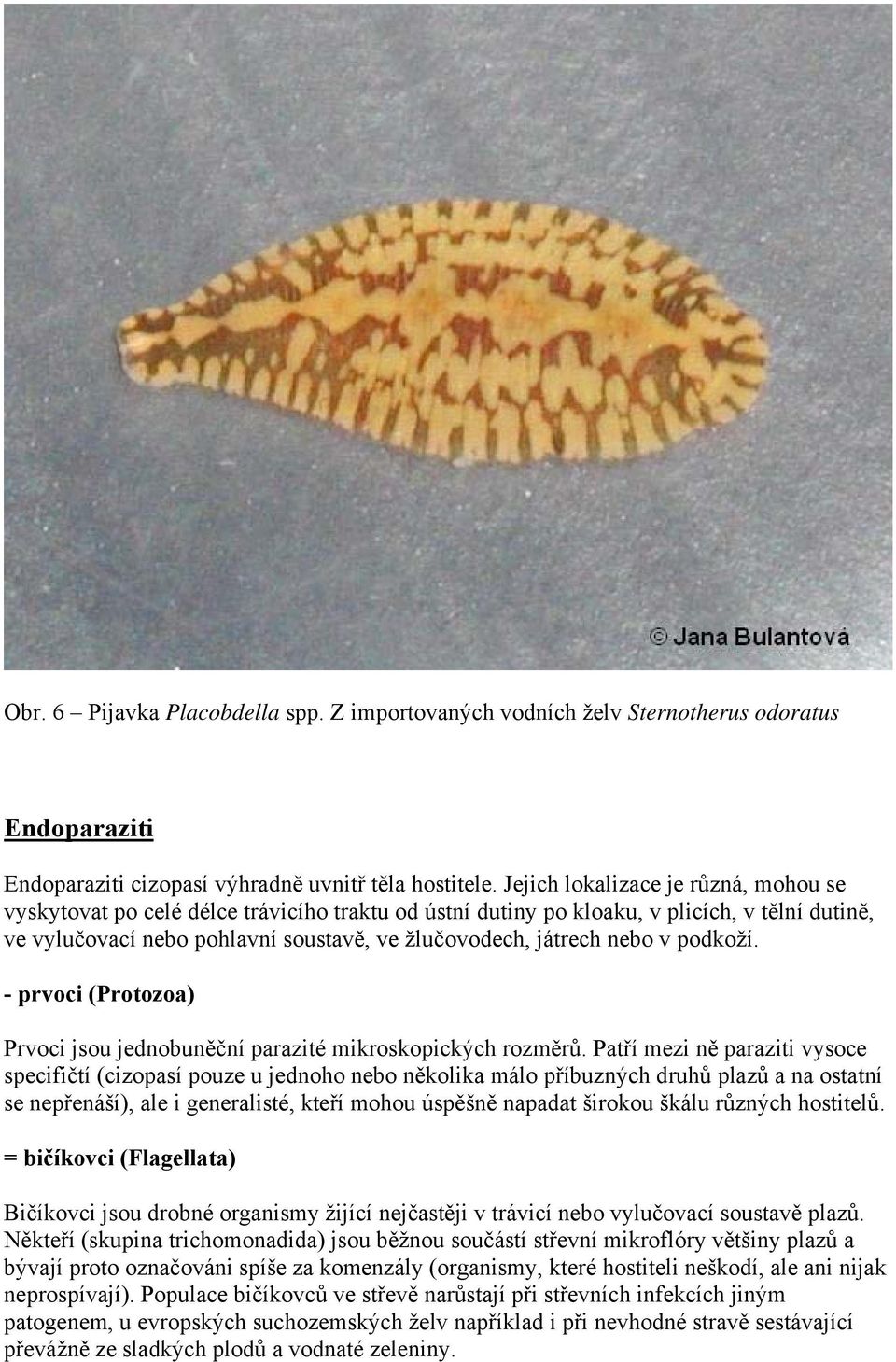 v podkoží. - prvoci (Protozoa) Prvoci jsou jednobuněční parazité mikroskopických rozměrů.