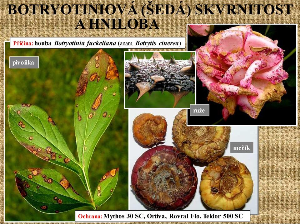 Botrytis cinerea) pivoňka růže mečík