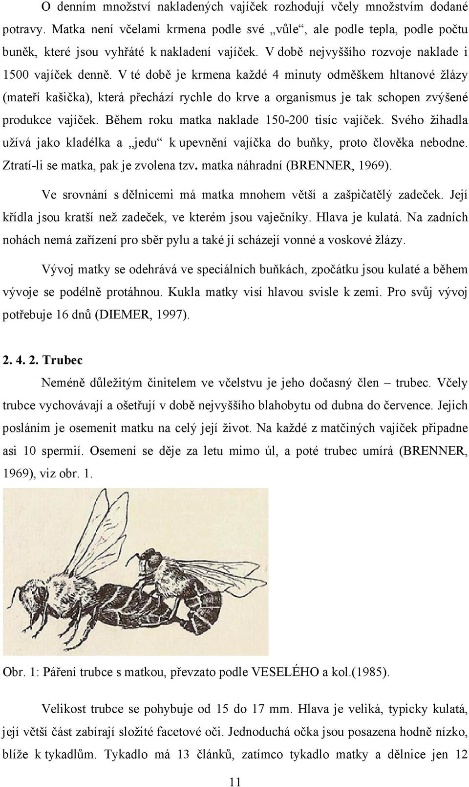 V té době je krmena každé 4 minuty odměškem hltanové žlázy (mateří kašička), která přechází rychle do krve a organismus je tak schopen zvýšené produkce vajíček.