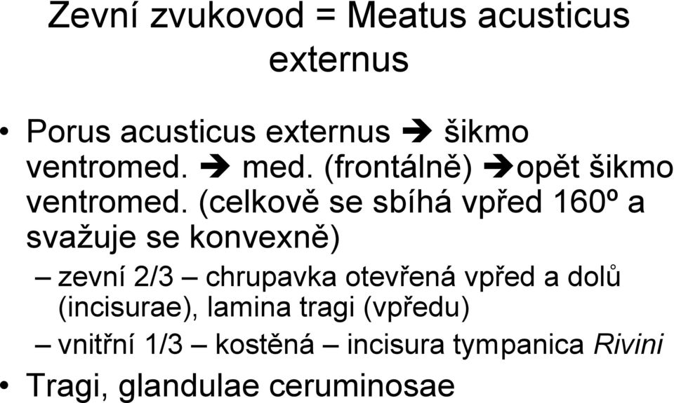 (celkově se sbíhá vpřed 160º a svažuje se konvexně) zevní 2/3 chrupavka otevřená