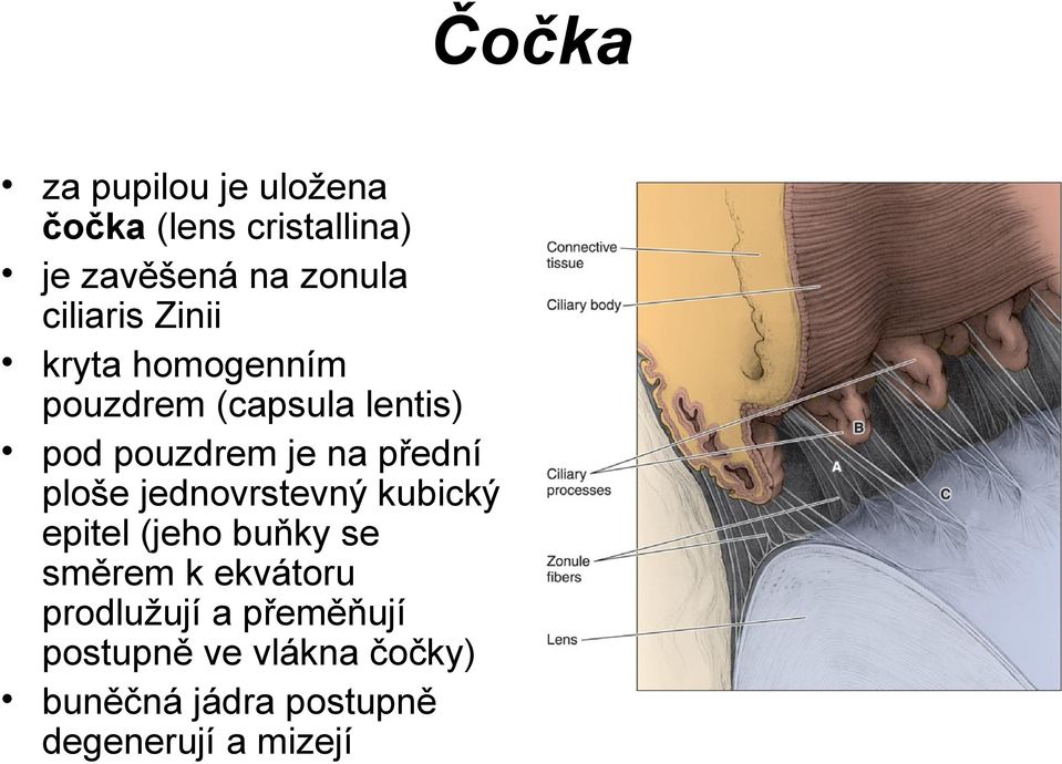 přední ploše jednovrstevný kubický epitel (jeho buňky se směrem k ekvátoru