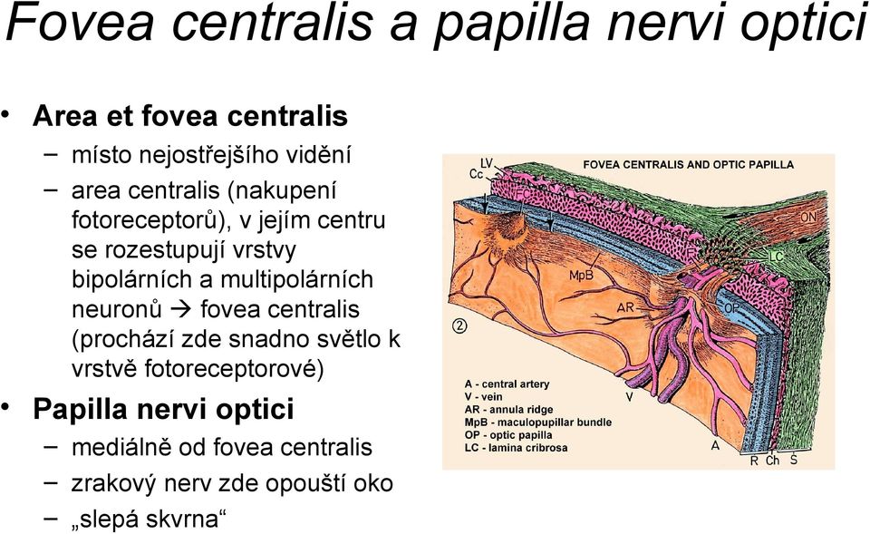 multipolárních neuronů fovea centralis (prochází zde snadno světlo k vrstvě