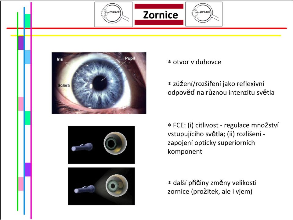 vstupujícího světla; (ii) rozlišenízapojeníopticky superiorních