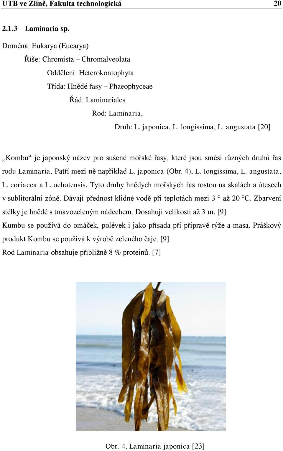 angustata [20] Kombu je japonský název pro sušené mořské řasy, které jsou směsí různých druhů řas rodu Laminaria. Patří mezi ně například L. japonica (Obr. 4), L. longissima, L. angustata, L.
