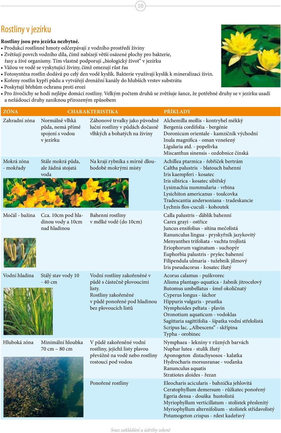 Tím vlastně podporují biologický život v jezírku Vážou ve vodě se vyskytující živiny, čímž omezují růst řas Fotosyntéza rostlin dodává po celý den vodě kyslík.