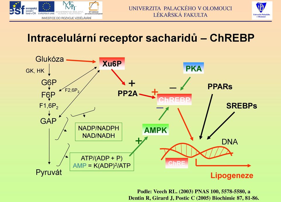 Pyruvát ATP/(ADP + P) AMP = K(ADP) 2 /ATP ChRE Lipogeneze Podle: Veech RL.