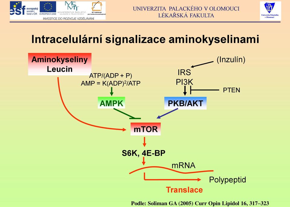 PKB/AKT (Inzulín) PTEN mtor S6K, 4E-BP mrna Translace