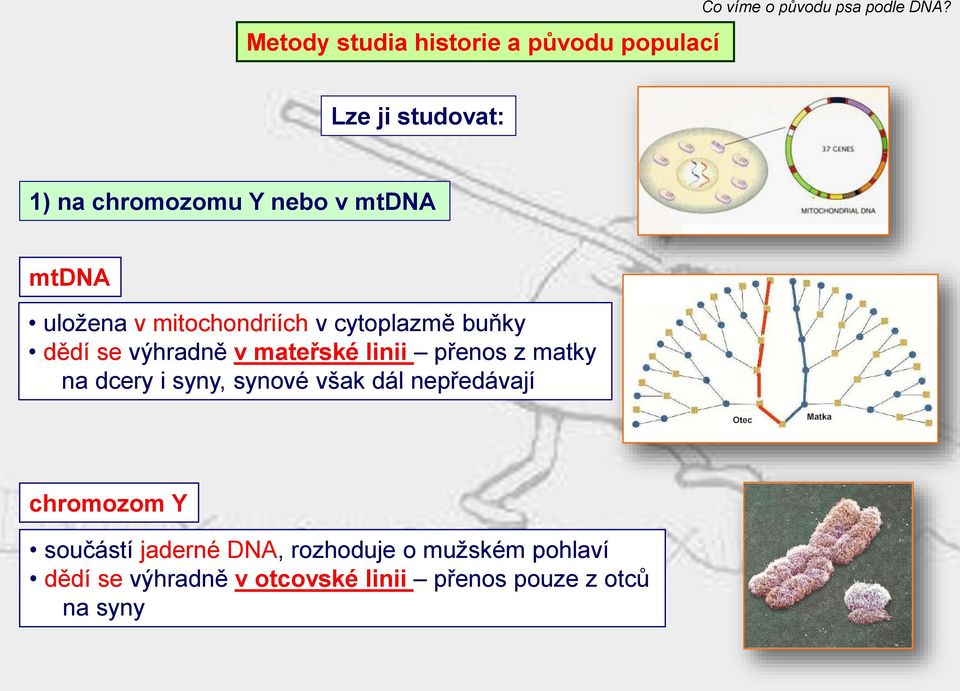 přenos z matky na dcery i syny, synové však dál nepředávají chromozom Y součástí jaderné