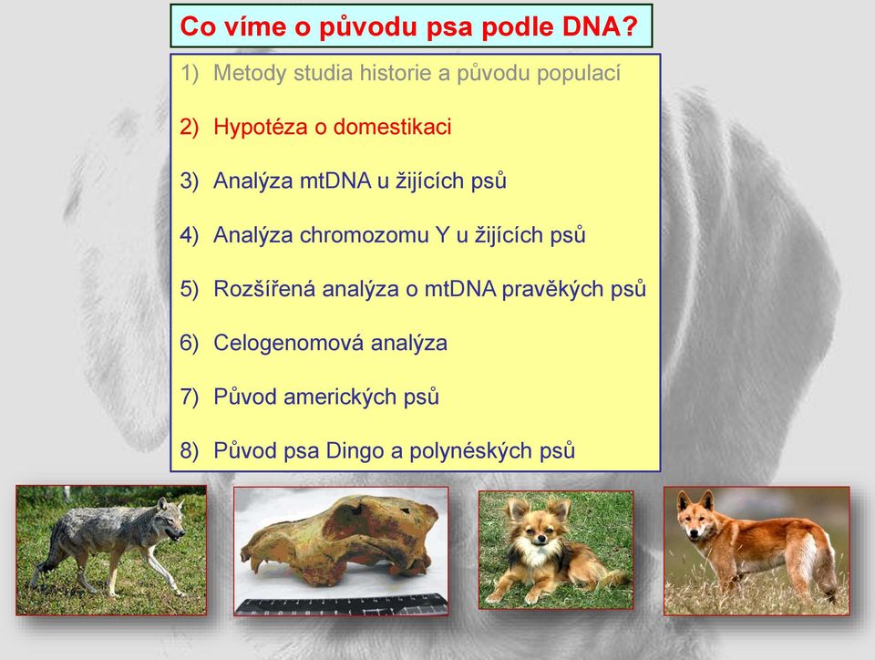 Y u žijících psů 5) Rozšířená analýza o mtdna pravěkých psů 6)