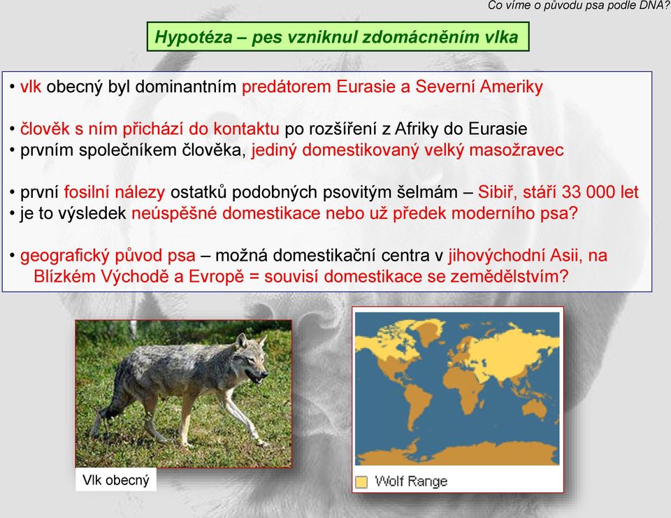 ostatků podobných psovitým šelmám Sibiř, stáří 33 000 let je to výsledek neúspěšné domestikace nebo už předek moderního psa?