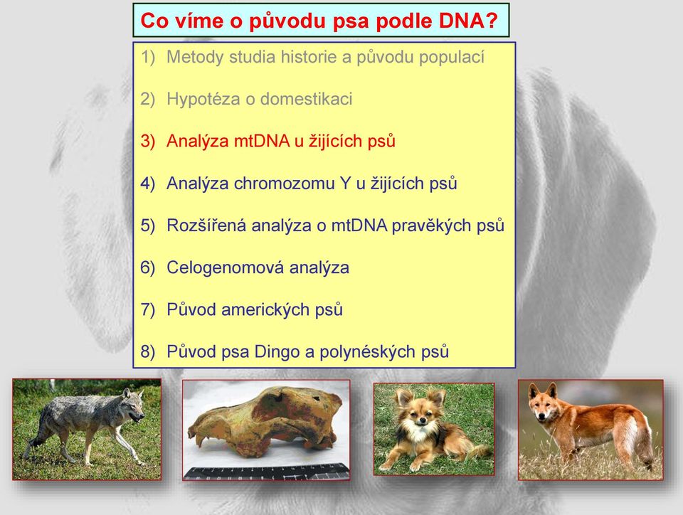 Y u žijících psů 5) Rozšířená analýza o mtdna pravěkých psů 6)