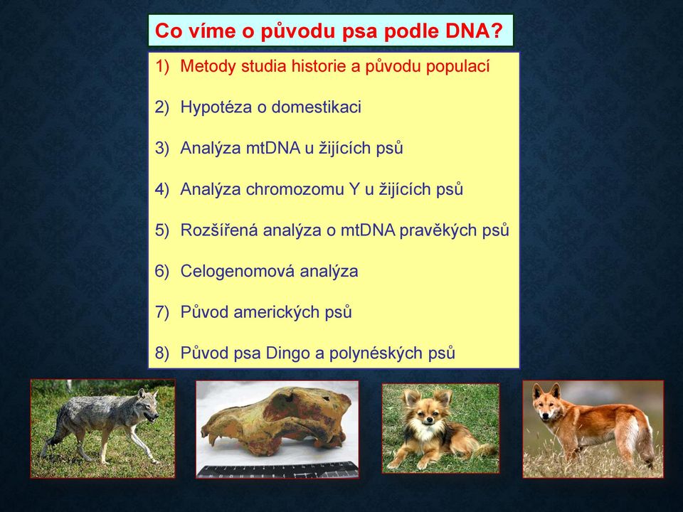 Y u žijících psů 5) Rozšířená analýza o mtdna pravěkých psů 6)