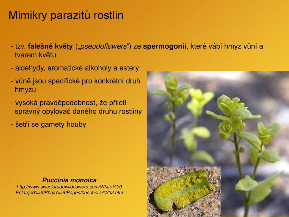 aromatické alkoholy a estery - vůně jsou specifické pro konkrétní druh hmyzu - vysoká pravděpodobnost,