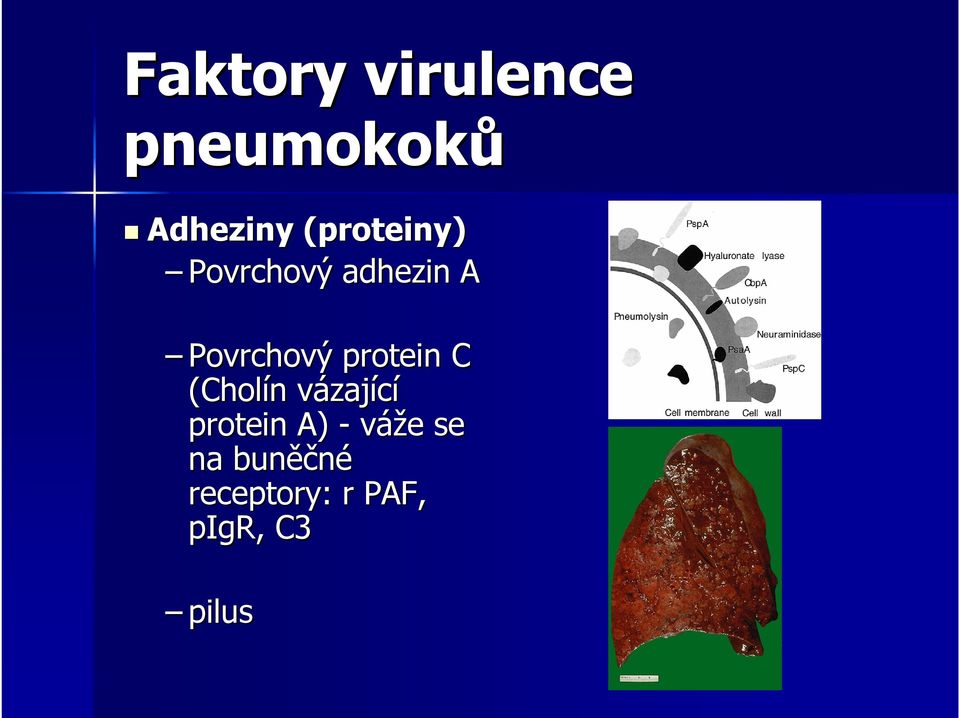 protein C (Cholín vázající protein A) -