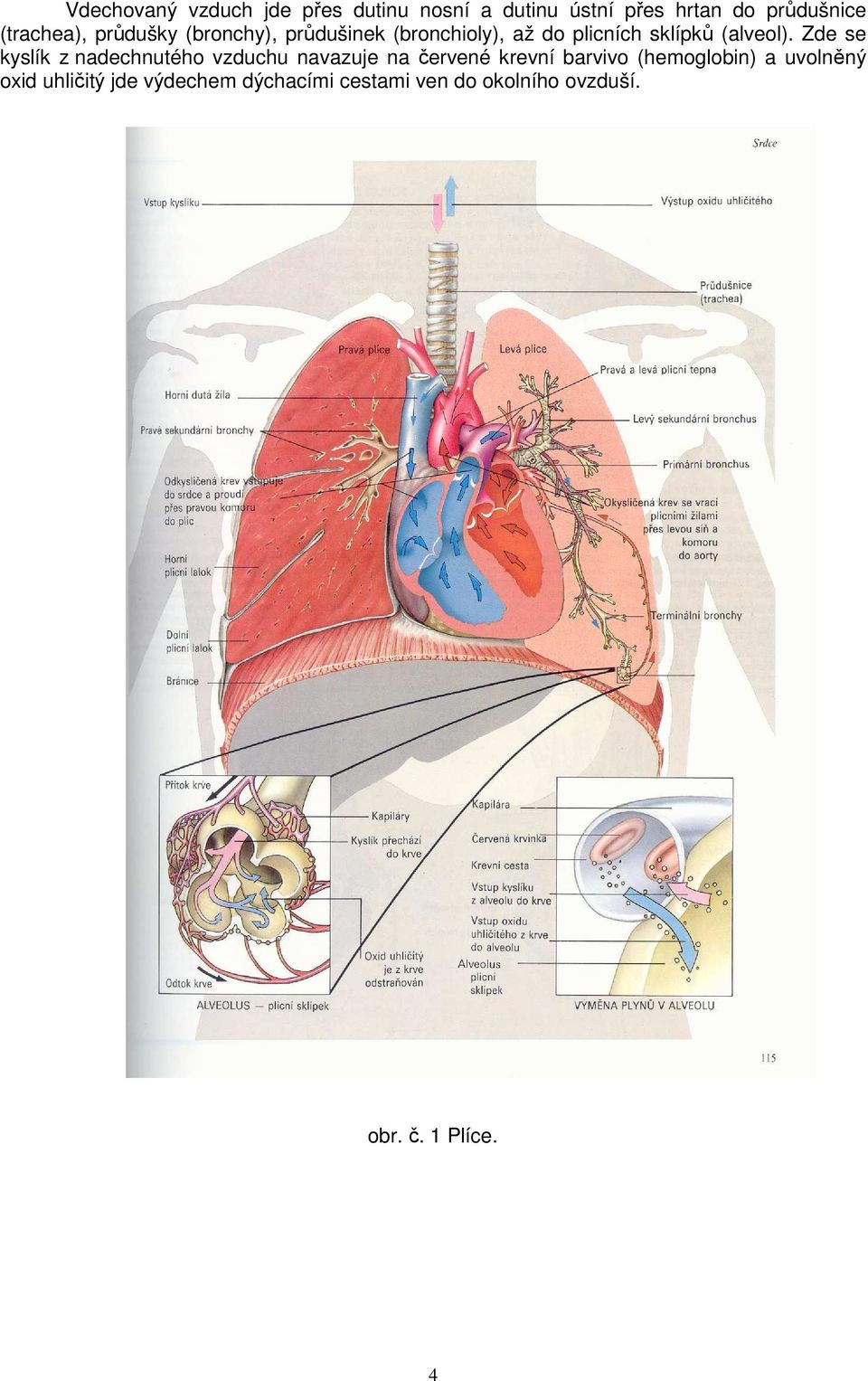 Zde se kyslík z nadechnutého vzduchu navazuje na červené krevní barvivo (hemoglobin) a