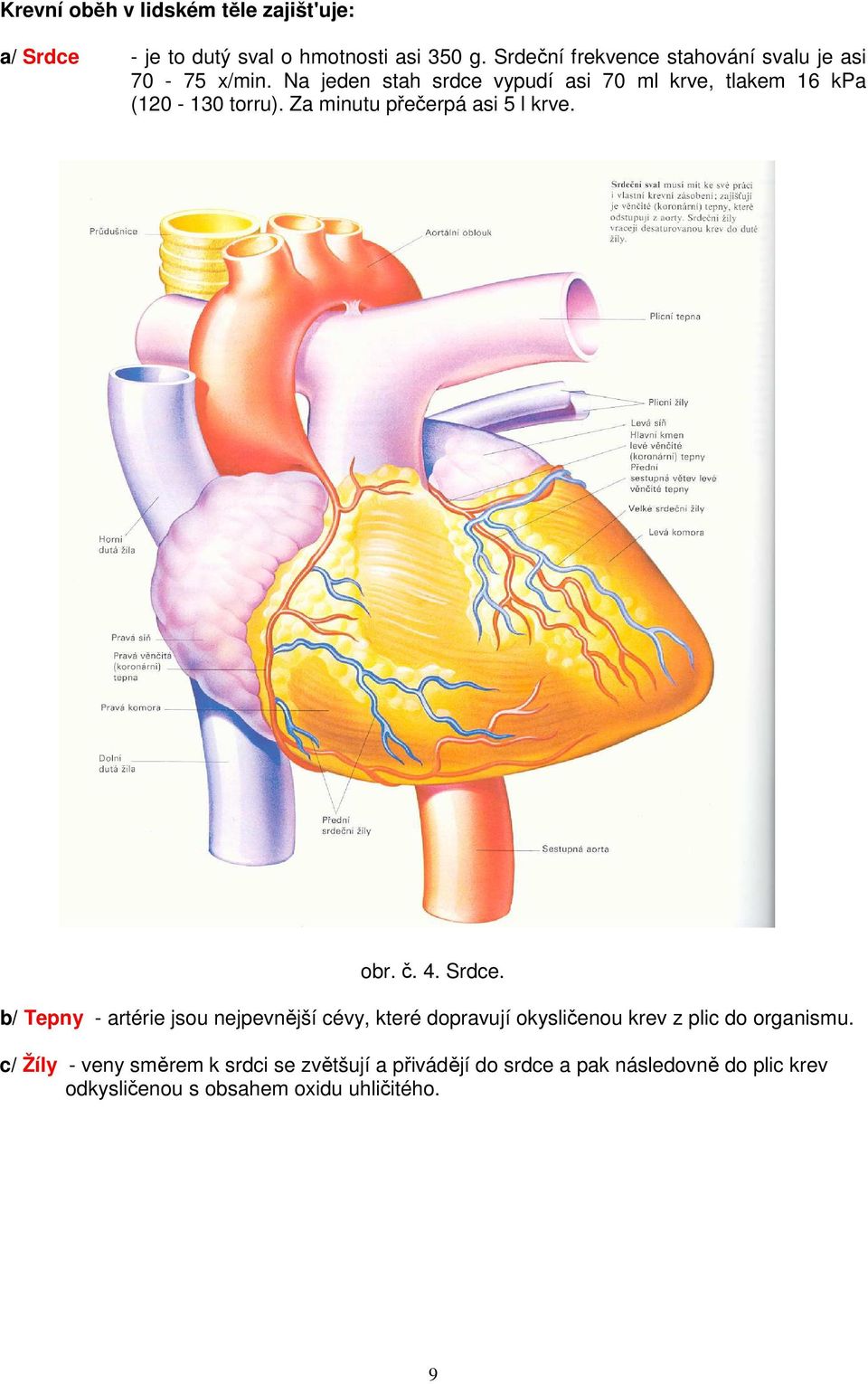 Na jeden stah srdce vypudí asi 70 ml krve, tlakem 16 kpa (120-130 torru). Za minutu přečerpá asi 5 l krve. obr. č. 4. Srdce.