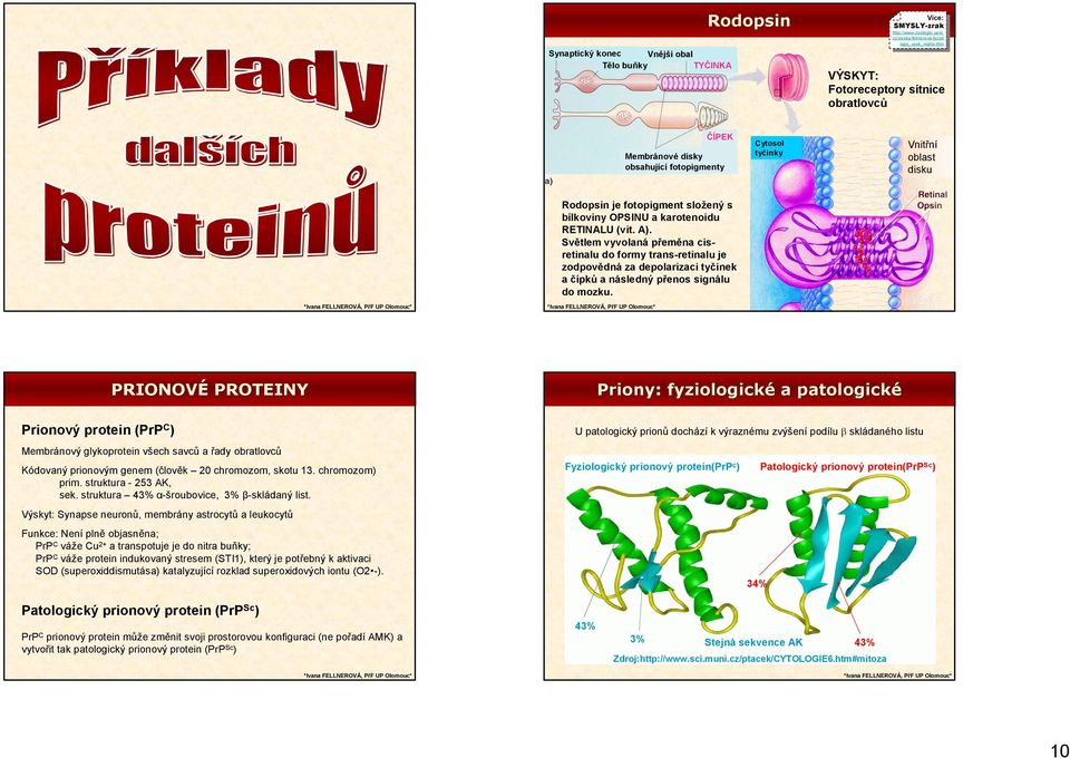 (vit. A). Světlem vyvolaná přeměna cisretinalu do formy trans-retinalu je zodpovědná za depolarizaci tyčinek a čípků a následný přenos signálu do mozku.