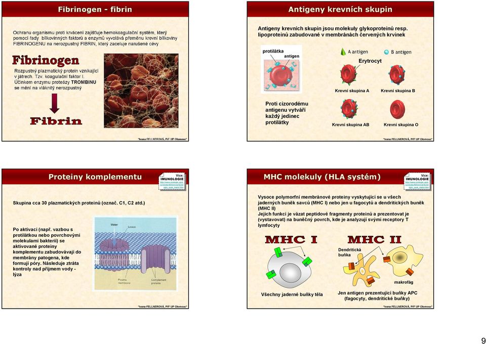 Krevní skupina O Proteiny komplementu IMUNOLOGIE MHC molekuly (HLA systé systém) Skupina cca 30 plazmatických proteinů (označ. C1, C2 atd.) Po aktivaci (např.