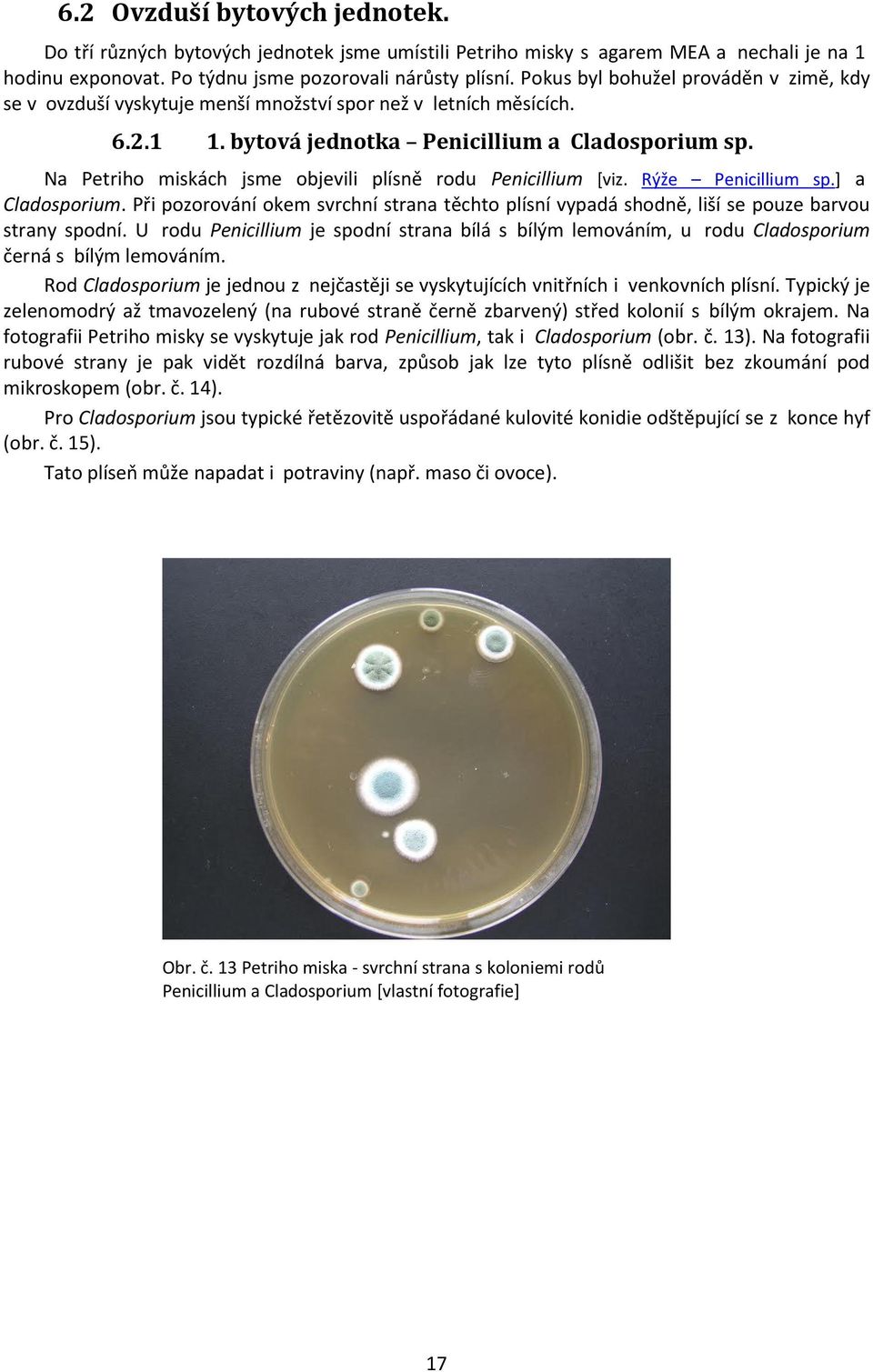 Na Petriho miskách jsme objevili plísně rodu Penicillium [viz. Rýže Penicillium sp.] a Cladosporium. Při pozorování okem svrchní strana těchto plísní vypadá shodně, liší se pouze barvou strany spodní.