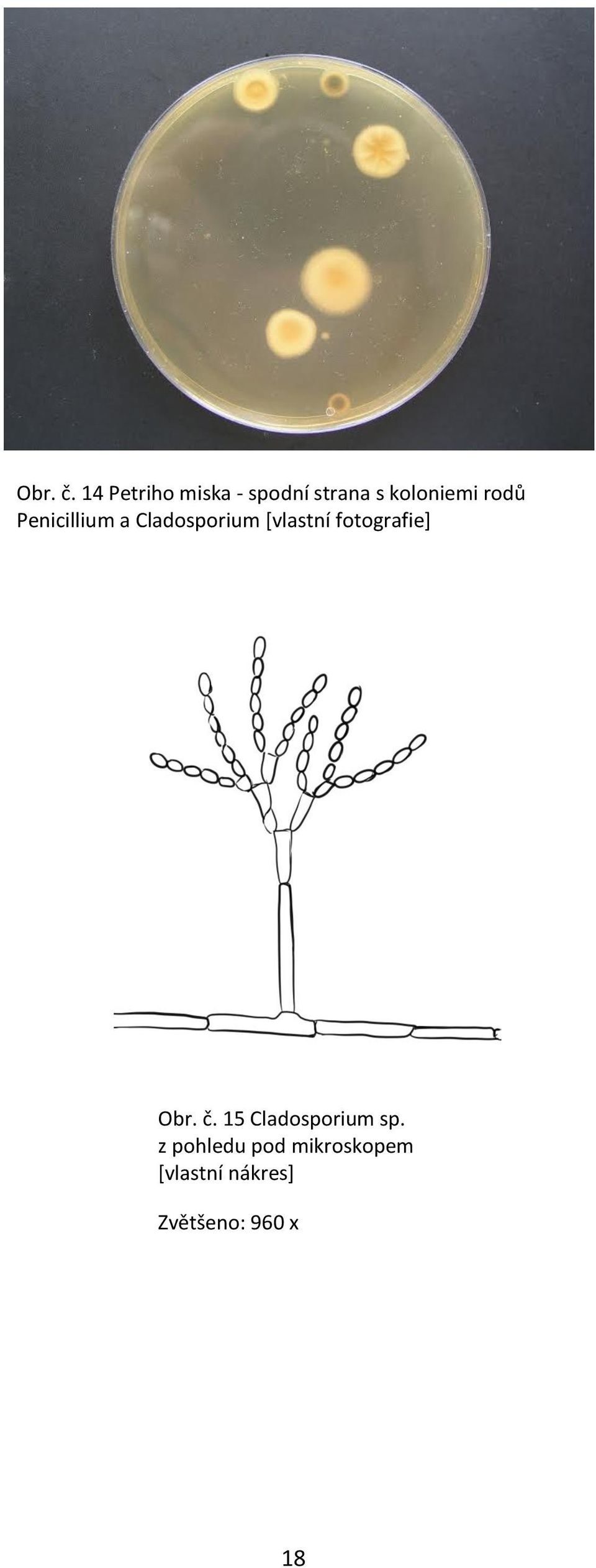 rodů Penicillium a Cladosporium *vlastní