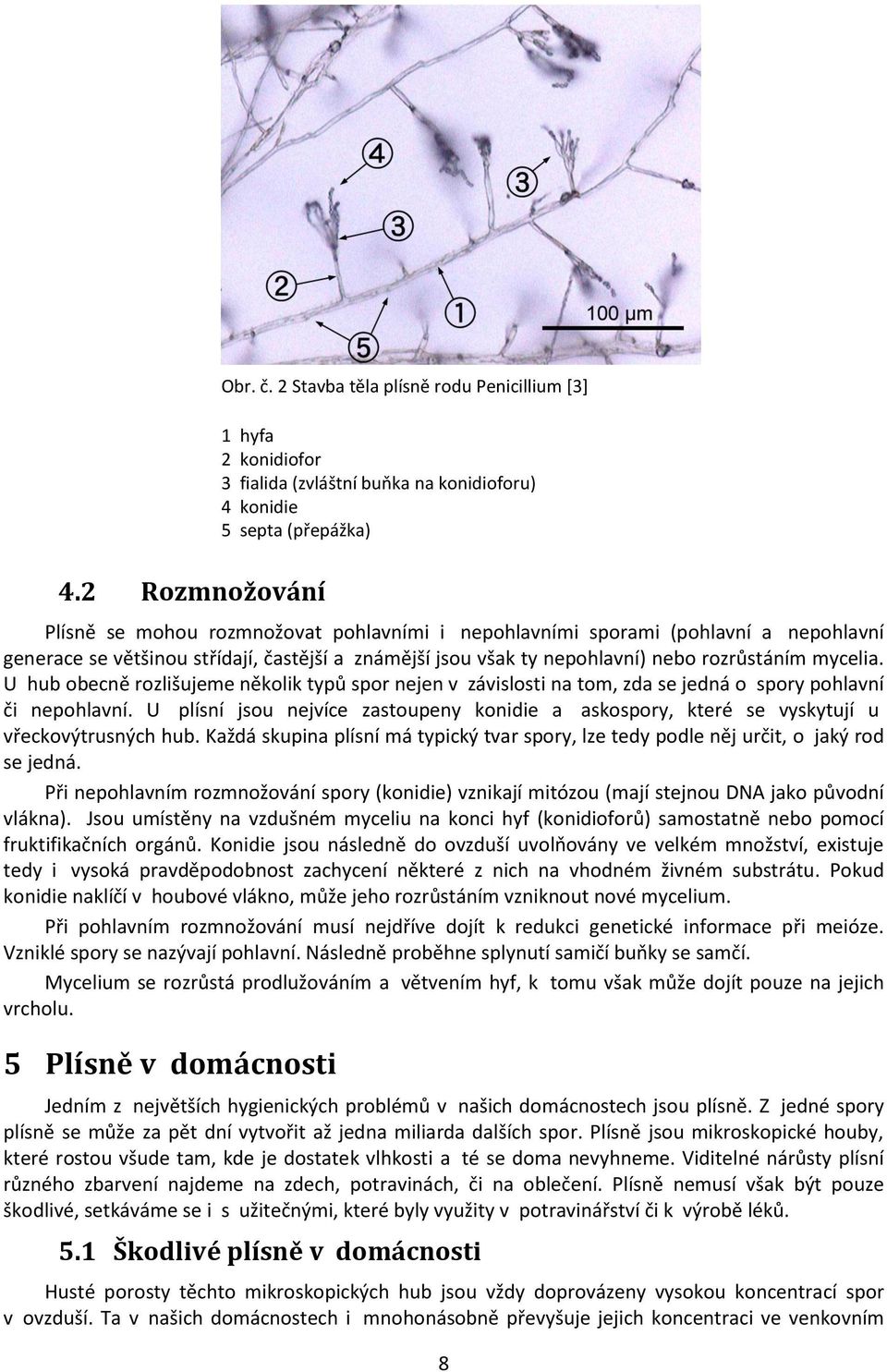 mycelia. U hub obecně rozlišujeme několik typů spor nejen v závislosti na tom, zda se jedná o spory pohlavní či nepohlavní.