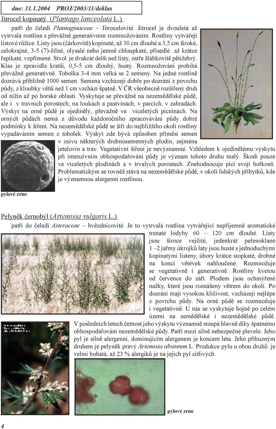 Listy jsou (čárkovitě) kopinaté, až 30 cm dlouhé a 3,5 cm široké, celokrajné, 3-5 (7)-žilné, olysalé nebo jemně chloupkaté, přisedlé až krátce řapíkaté, vzpřímené.