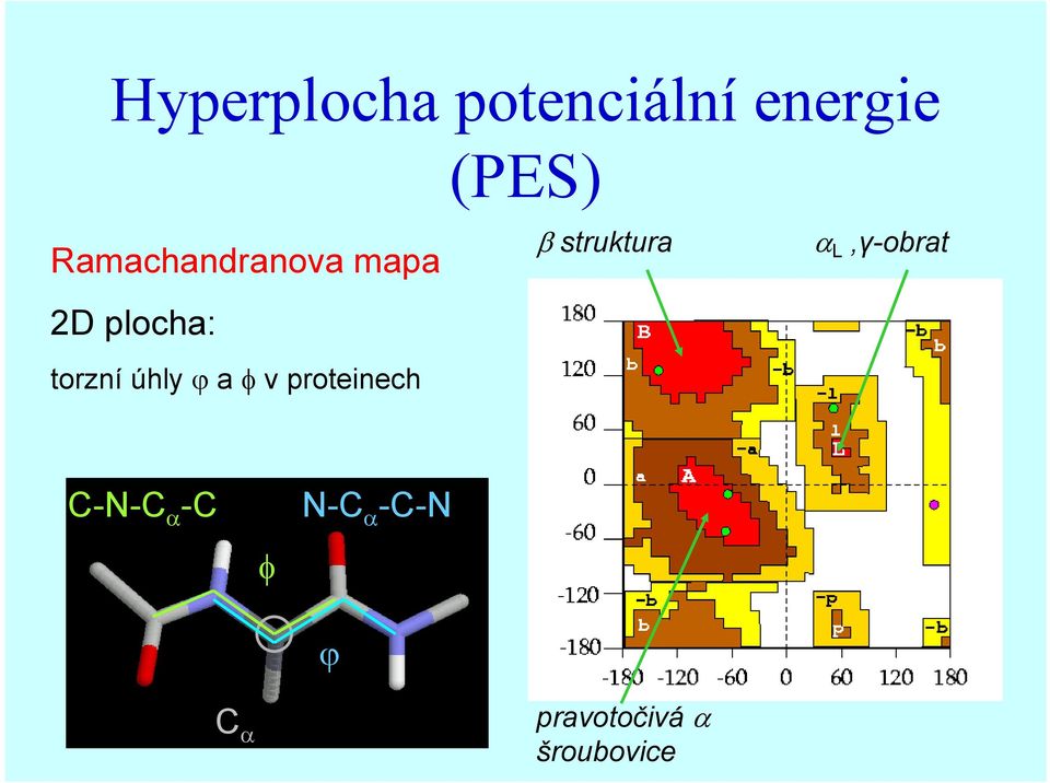 ϕ a φ v proteinech β struktura α L,γ-obrat