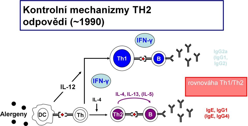 IL-4 IL-4, IL-13, (IL-5) rovnováha Th1/Th2