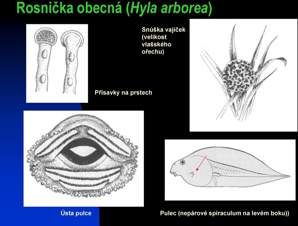 ořechu) Přísavky na prstech Ústa