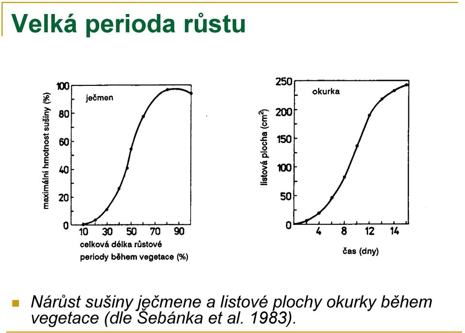 plochy okurky během