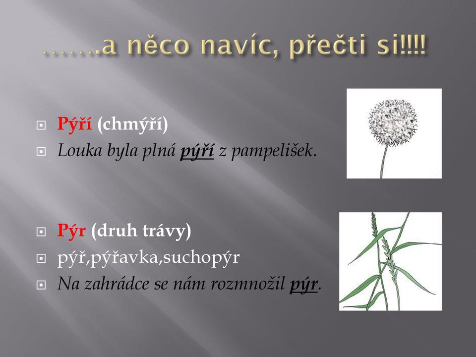 Pýr (druh trávy)