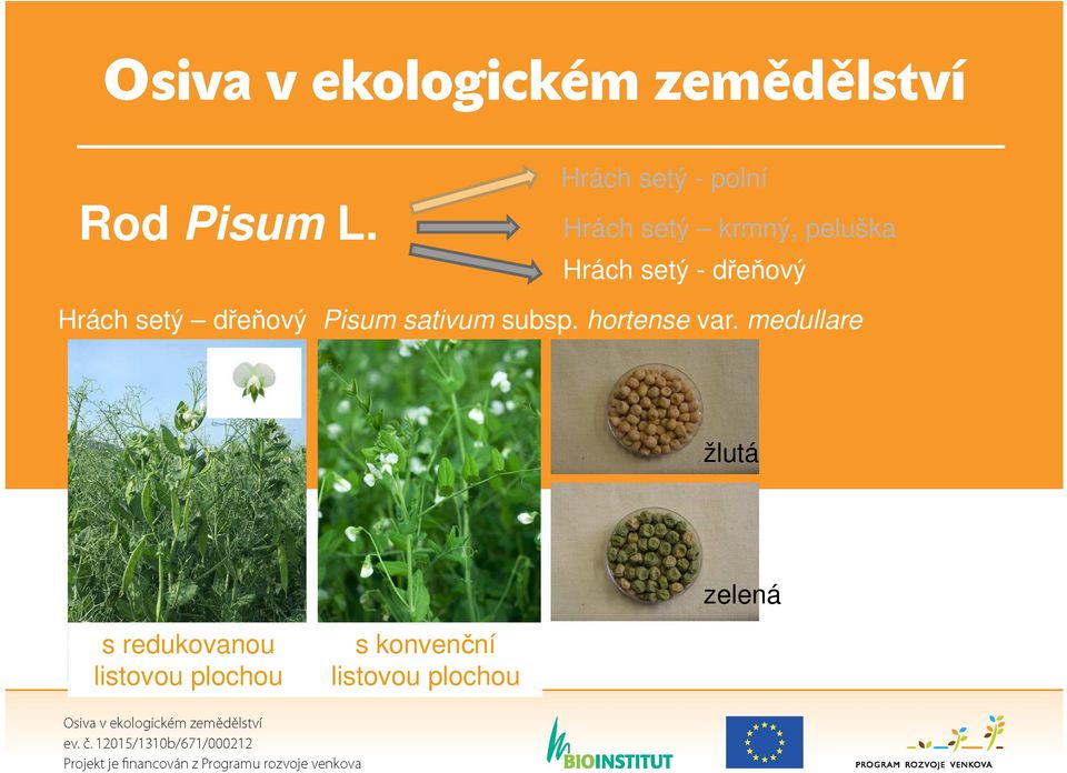 setý - dřeňový Hrách setý dřeňový Pisum sativum subsp.