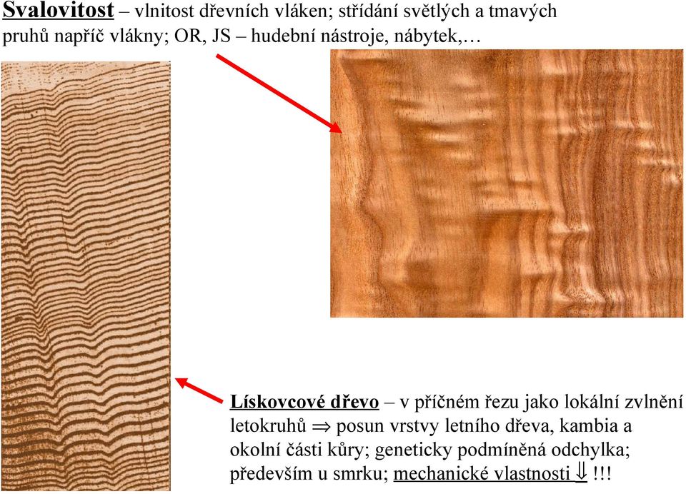 lokální zvlnění letokruhů posun vrstvy letního dřeva, kambia a okolní části