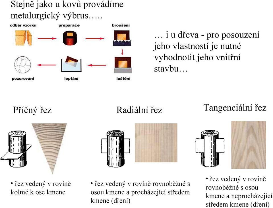 řez řez vedený v rovině kolmé k ose kmene Radiální řez řez vedený v rovině rovnoběžné s osou