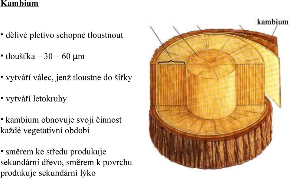 obnovuje svoji činnost každé vegetativní období směrem ke středu