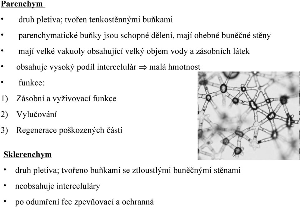 malá hmotnost funkce: 1) Zásobní a vyživovací funkce 2) Vylučování 3) Regenerace poškozených částí Sklerenchym