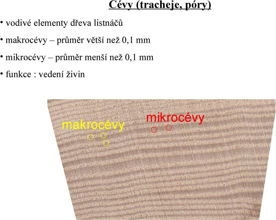 průměr větší než 0,1 mm mikrocévy